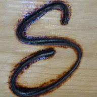 Snekkeren logo