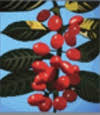 The Ethiopian Coffee Company logo