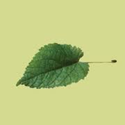 limetreedesign.com logo