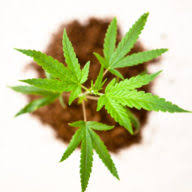 Big Bud UK logo