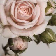 Rose Autumn logo