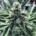 mybuds.ca logo