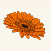 Hungerfordsurgery logo