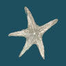 The Coastal Boutique logo