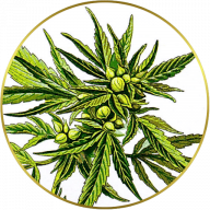 Abundantlifeseeds logo