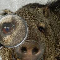 Javelinas Group Ltd logo