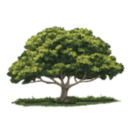 Oakwood Trees Services logo