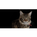 Wearemainecoonlovers logo