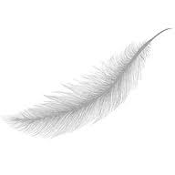 Feather & Grey Interiors logo
