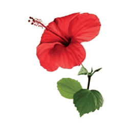 Hibiscuscuisine logo