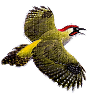 Pensychnant logo