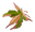 MrMaple.com logo