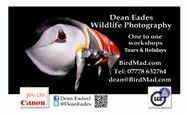 Dean Eades - BirdMad logo