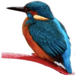 Reedleyboating logo