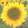 Sunflower Health, Bar Hill, Cambridge logo