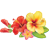 sunrisecars.com.au logo