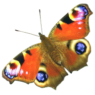 Butterflies Healthcare logo