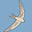 Singular Cycles logo