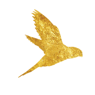 Flying Parrot Photography logo