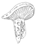 Terra Vitum logo
