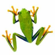 Bamboo Creations Victoria logo