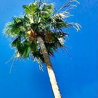 The Palm Springs Concierge logo