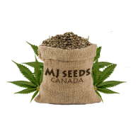 MJSeedsCanada logo