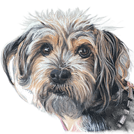 Pet Pastel Portraits logo