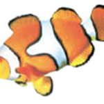 Coral Windows logo
