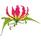 Lily Blooms logo