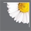 Daisys Norfolk logo