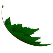 Wildairoutdoors logo