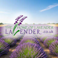 The Home of Lavender logo