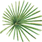 Rainforest Cruises logo