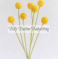 Billy Button Babysitting logo