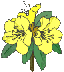 Loder Plants logo