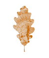 Burr & knot logo