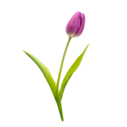 Chive logo