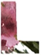 Landia Skincare logo