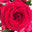 Sharon Roses Emporium logo