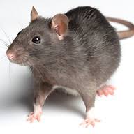 CJ Pest control logo