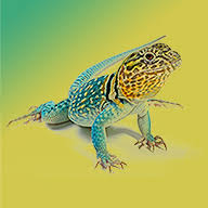 Serpentia Pet Supplies logo