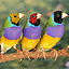 Fab Finches logo