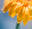 evergreengrowers.com.au logo
