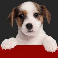 Dog Food Advisor logo