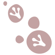 Rock Stepper logo