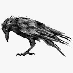 Raven Signals Pro logo