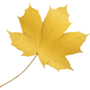 Maple Publishers logo