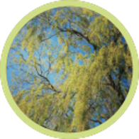 The Willows Caravan Storage logo