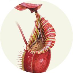 Tom’s Carnivores logo